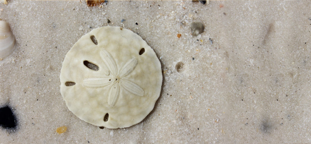 The Secrets of the Sand Dollar