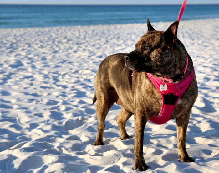 Santa Rosa Island Authority | BRING ON THE DOGS! Rules and Tips for