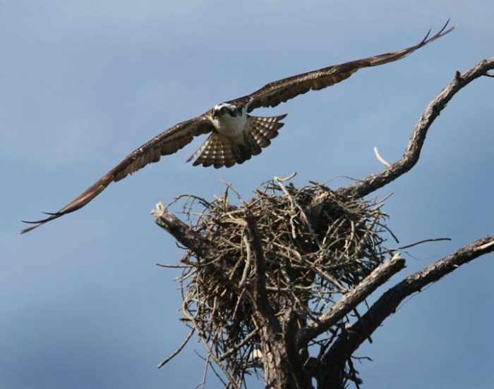 Santa Rosa Island Authority | Gulf Islands National Seashore — A ...