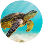 Turtle Shower
