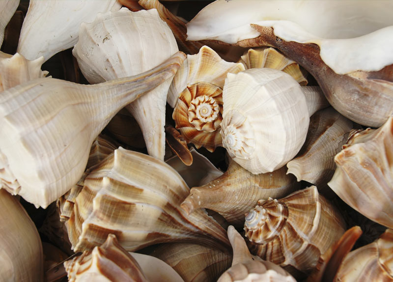 Seashells Nav