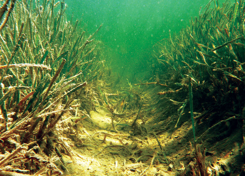 Seagrasses Nav